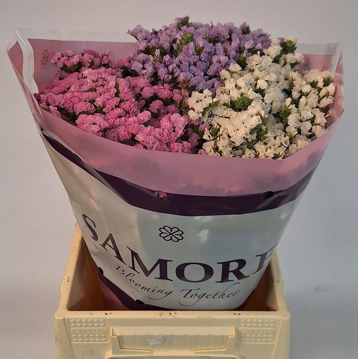 Срезанные цветы оптом Statice rainbow (mixbunch) от 75шт из Голландии с доставкой по России