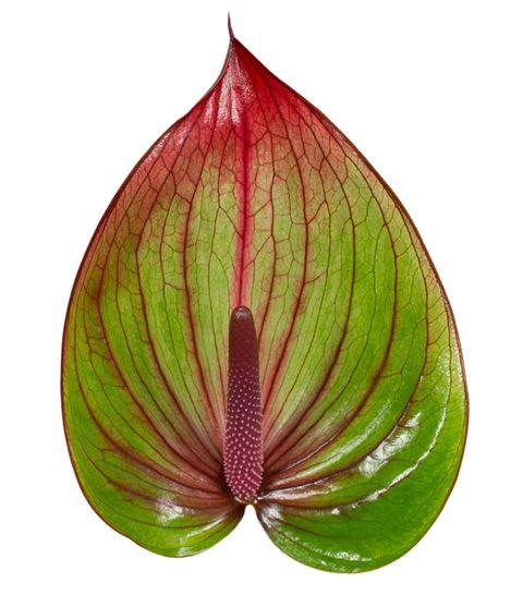 Срезанные цветы оптом Anthurium barika от 6шт из Голландии с доставкой по России