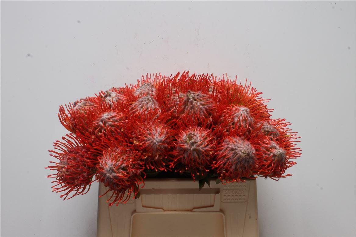 Срезанные цветы оптом Nutans tango от 30шт из Голландии с доставкой по России