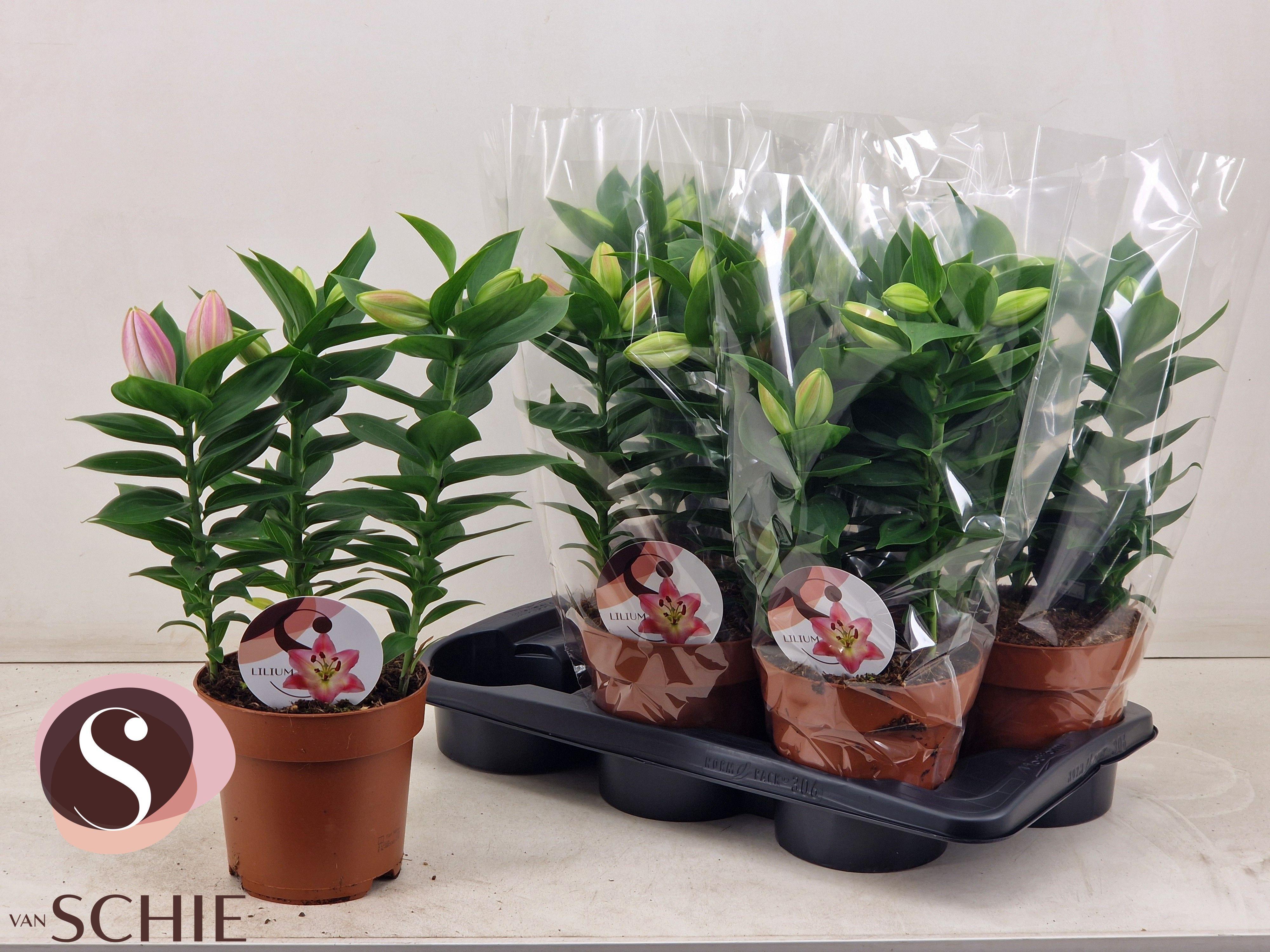 Горшечные цветы и растения оптом Lil Or Souvenir от 6шт из Голландии с доставкой по России