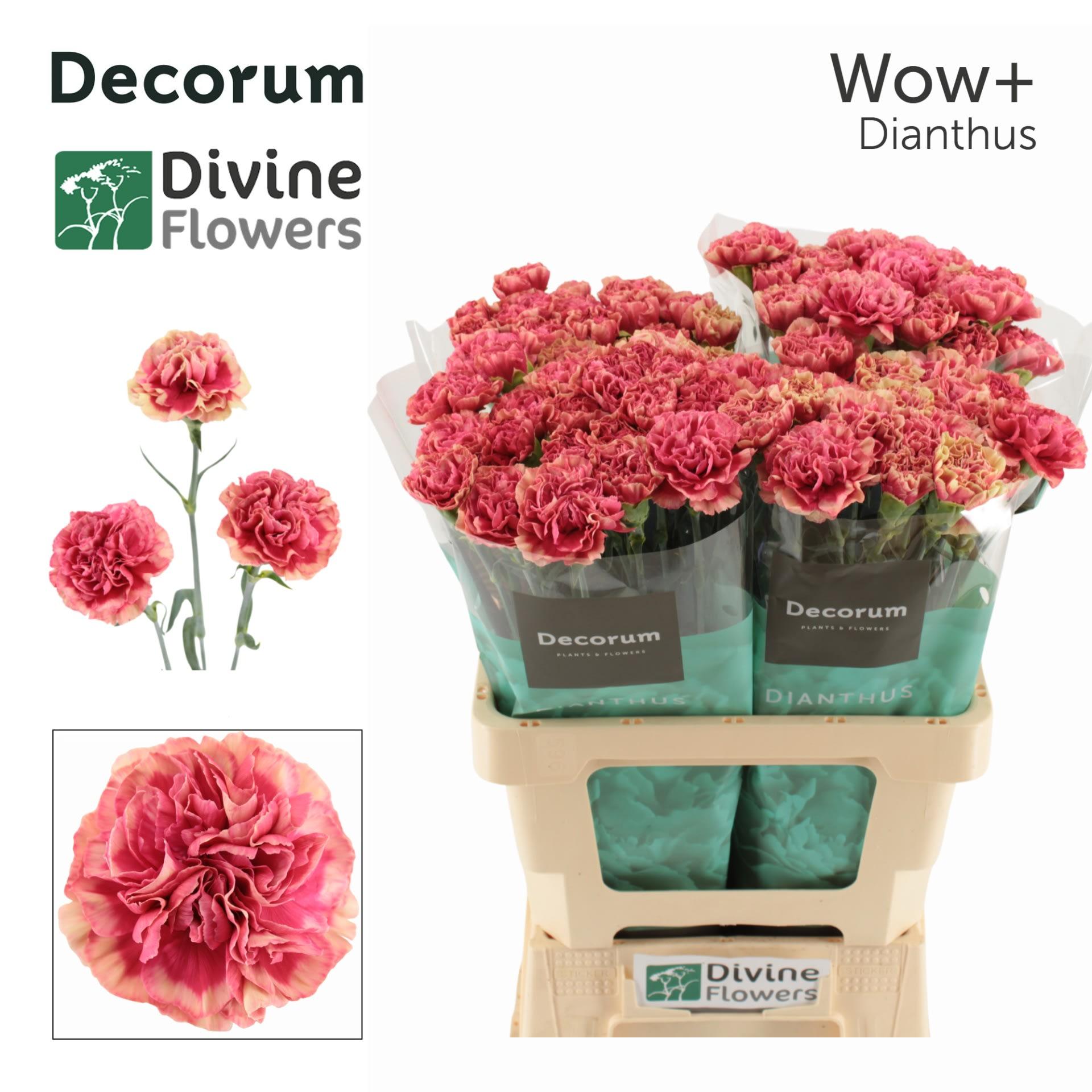 Срезанные цветы оптом Dianthus st wow от 80шт из Голландии с доставкой по России