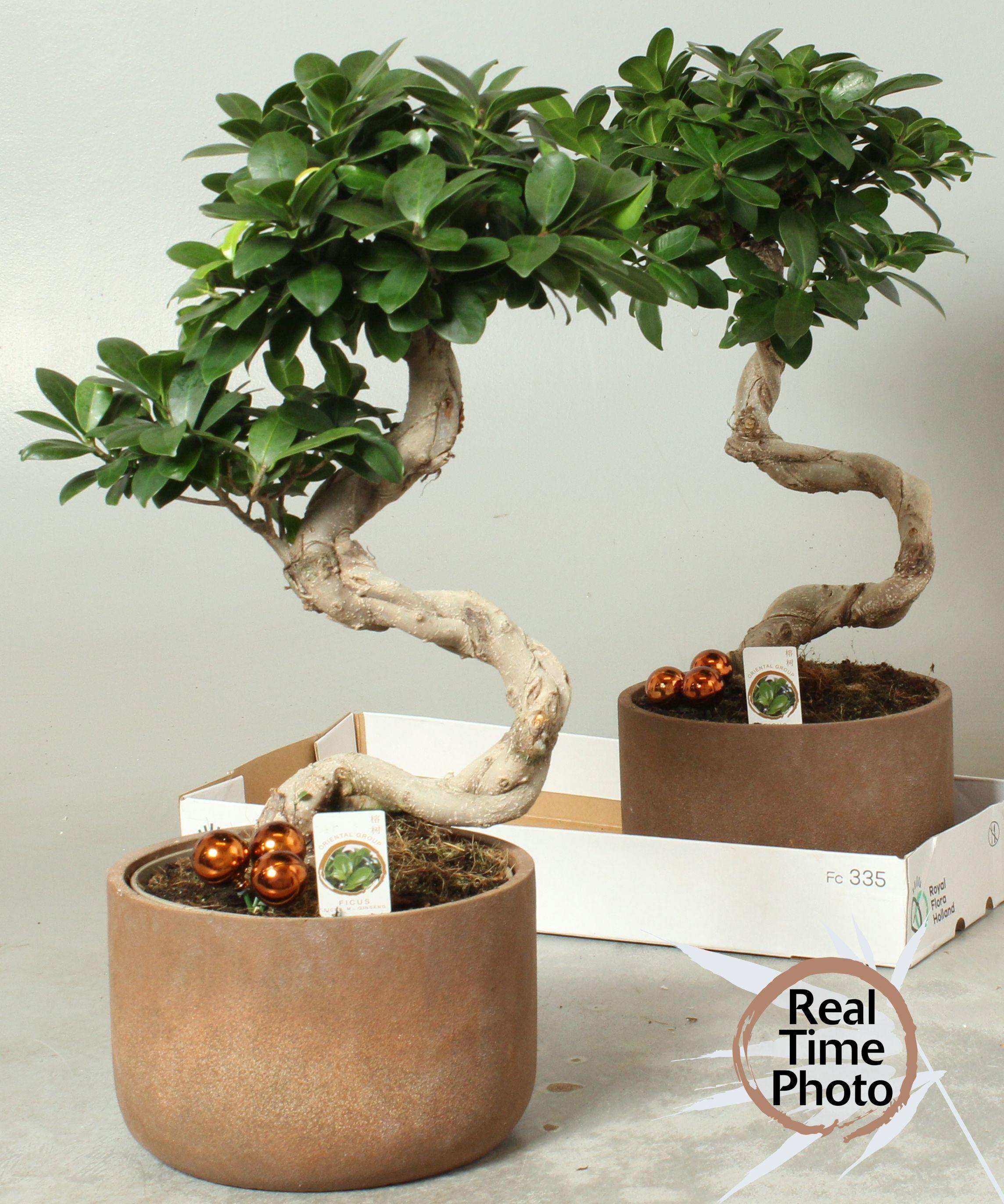 Горшечные цветы и растения оптом Fic Mi Ginseng от 2шт из Голландии с доставкой по России