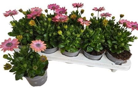 Горшечные цветы и растения оптом Osteo Fp Ro Surprise от 6шт из Голландии с доставкой по России