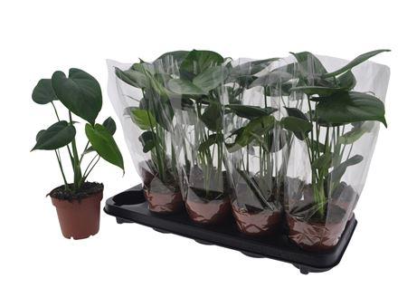 Горшечные цветы и растения оптом Monstera Deliciosa A от 10шт из Голландии с доставкой по России