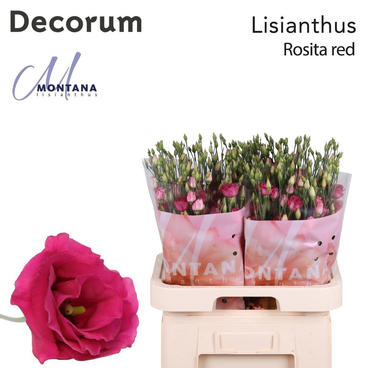 Срезанные цветы оптом Lisianthus do rosita red от 40шт из Голландии с доставкой по России