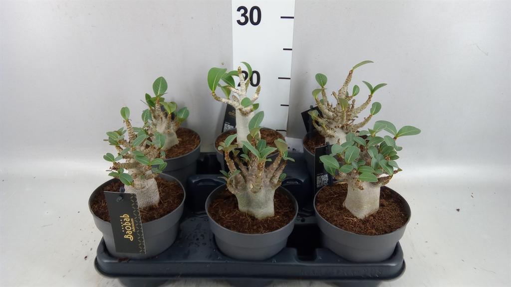 Горшечные цветы и растения оптом Adenium Nb ansu Baobab от 6шт из Голландии с доставкой по России