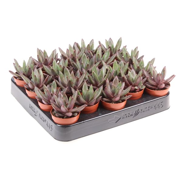 Горшечные цветы и растения оптом Echeveria Elegant Blue от 20шт из Голландии с доставкой по России