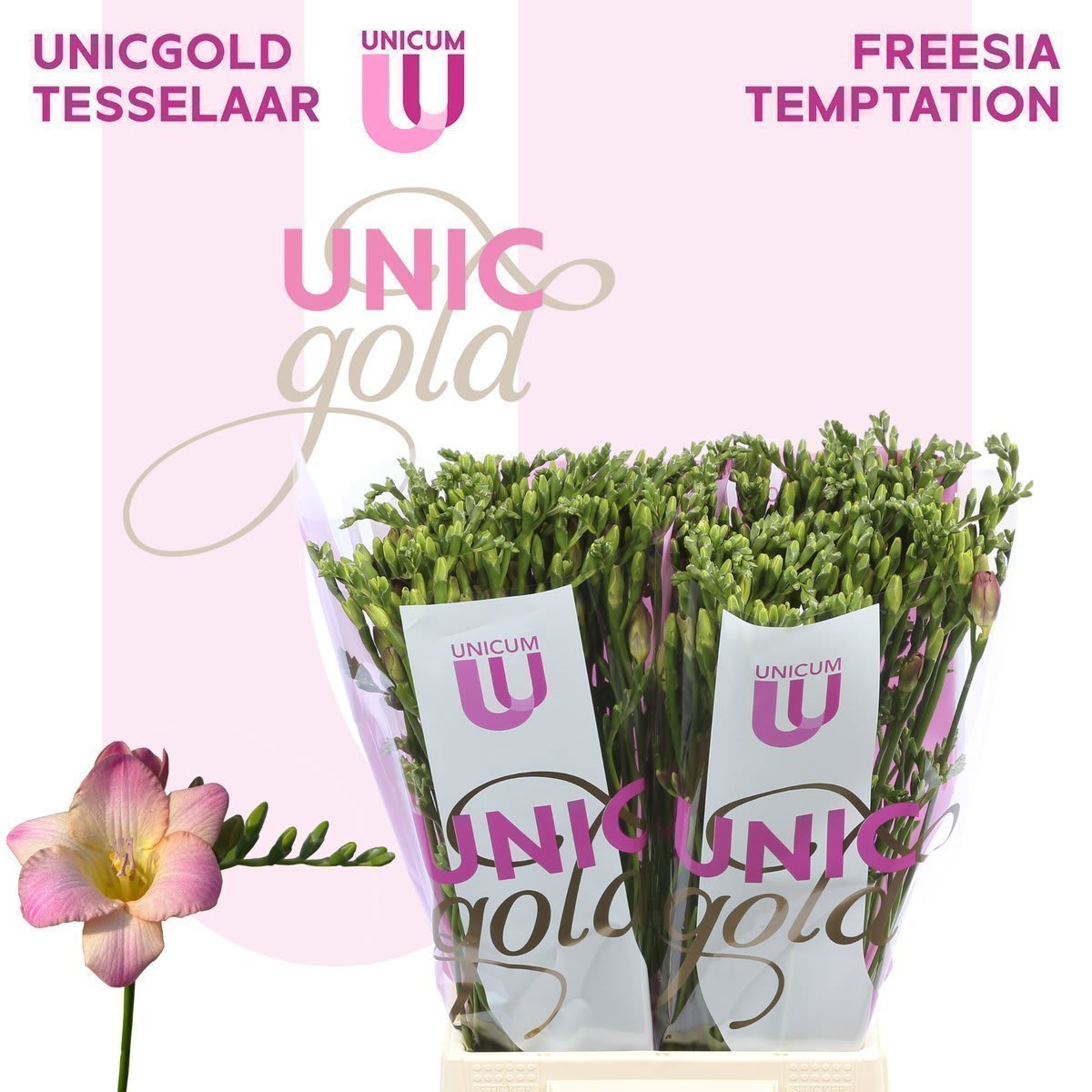 Срезанные цветы оптом Freesia si temptation от 100шт из Голландии с доставкой по России