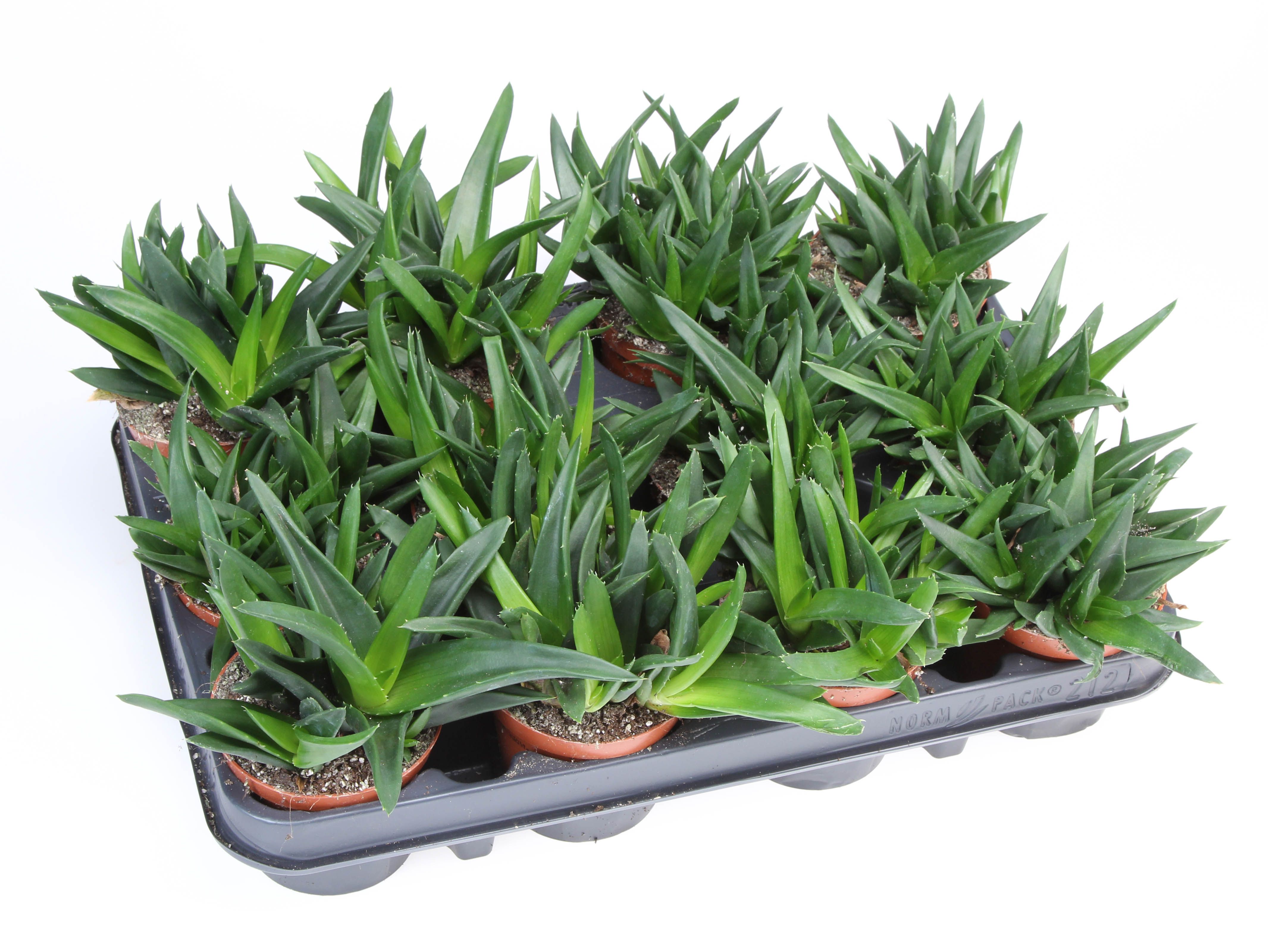 Горшечные цветы и растения оптом Haworthia Pentagona от 12шт (для телеги) из Голландии с доставкой по России