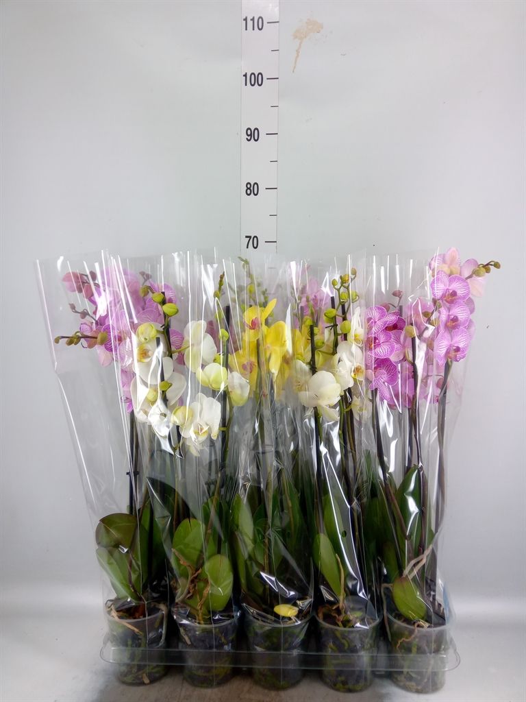 Горшечные цветы и растения оптом Phalaenopsis   ...mix  5 от 10шт из Голландии с доставкой по России