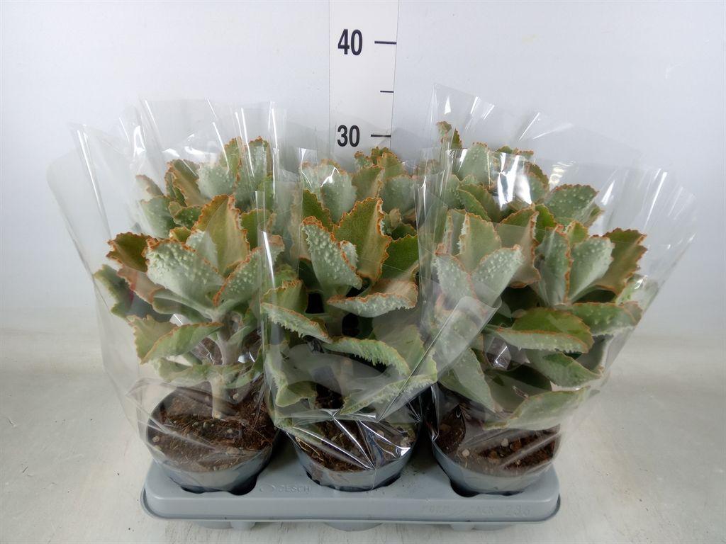 Горшечные цветы и растения оптом Kalanchoe Nf Beharensis от 6шт из Голландии с доставкой по России