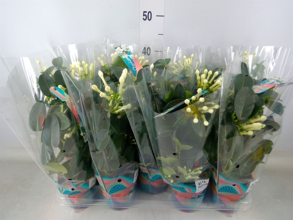 Горшечные цветы и растения оптом Stephanotis Floribunda   ... от 9шт из Голландии с доставкой по России