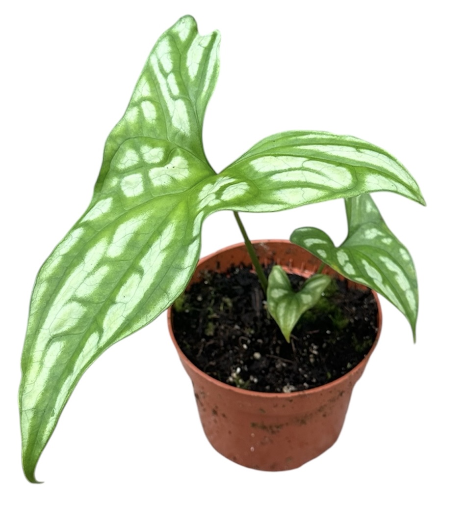 Горшечные цветы и растения оптом Cercestis Mirabilis от 1шт из Голландии с доставкой по России