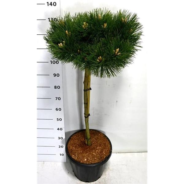 Горшечные цветы и растения оптом Pinus Nigra Keightly Broom On Stem от 1шт из Голландии с доставкой по России