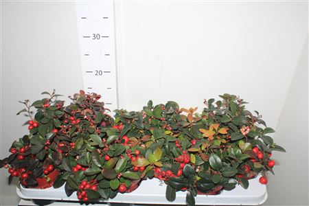 Горшечные цветы и растения оптом Gaulth Ov от 12шт из Голландии с доставкой по России