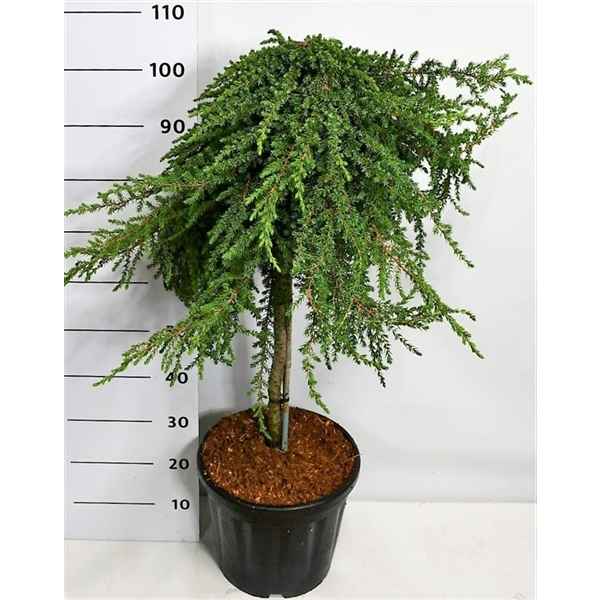 Горшечные цветы и растения оптом Juniperus Comm Greenmantle On Stem от 1шт из Голландии с доставкой по России