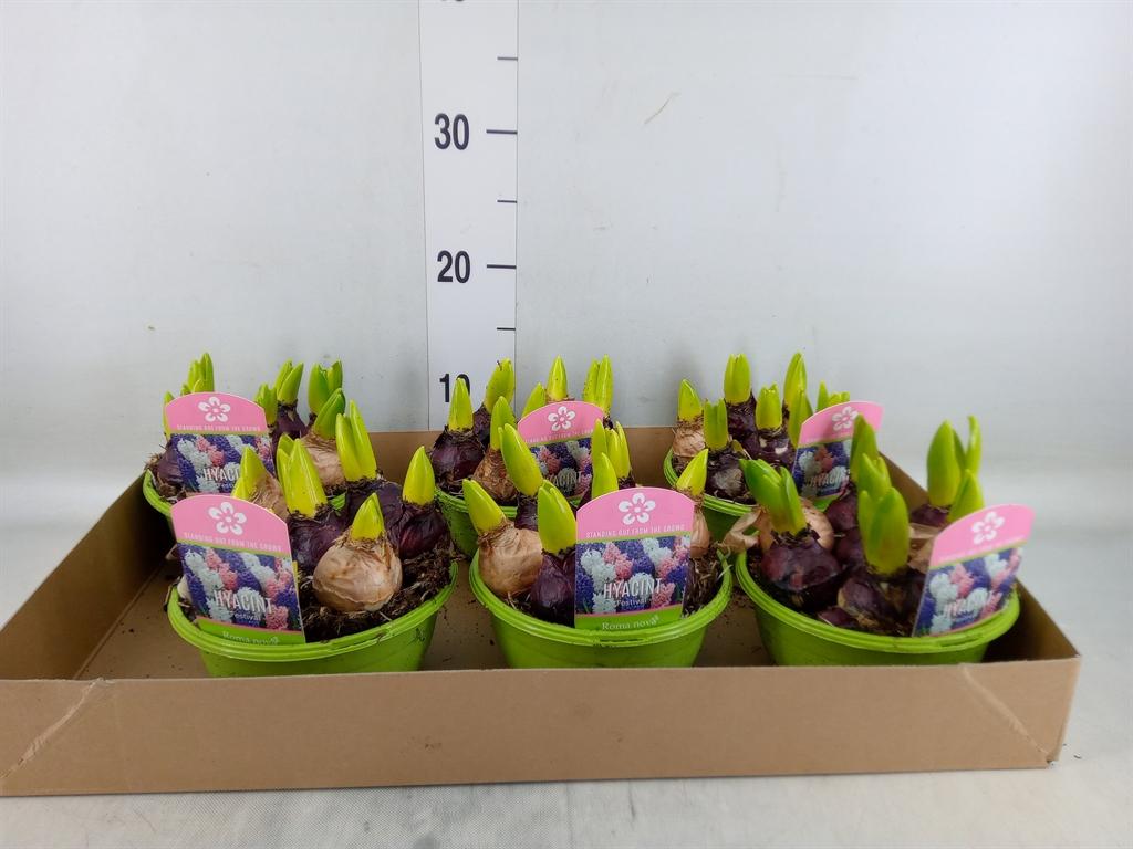 Горшечные цветы и растения оптом Hyacinthus Orie.   ...mix 3 от 6шт из Голландии с доставкой по России