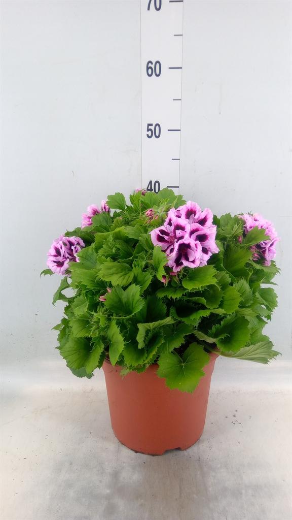 Горшечные цветы и растения оптом Pelargonium Gran.   .. от 1шт из Голландии с доставкой по России