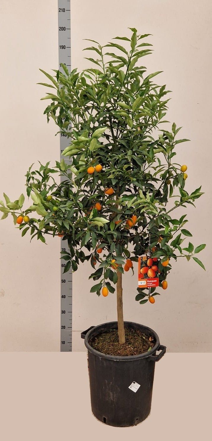 Горшечные цветы и растения оптом Citr Ov от 1шт (для телеги) из Голландии с доставкой по России