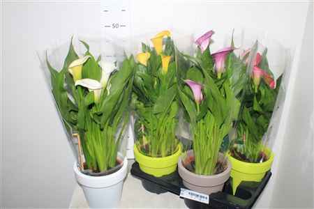 Горшечные цветы и растения оптом Zant Gem Ceramic от 4шт из Голландии с доставкой по России