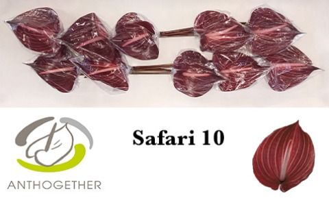 Срезанные цветы оптом Anthurium safari от 10шт из Голландии с доставкой по России