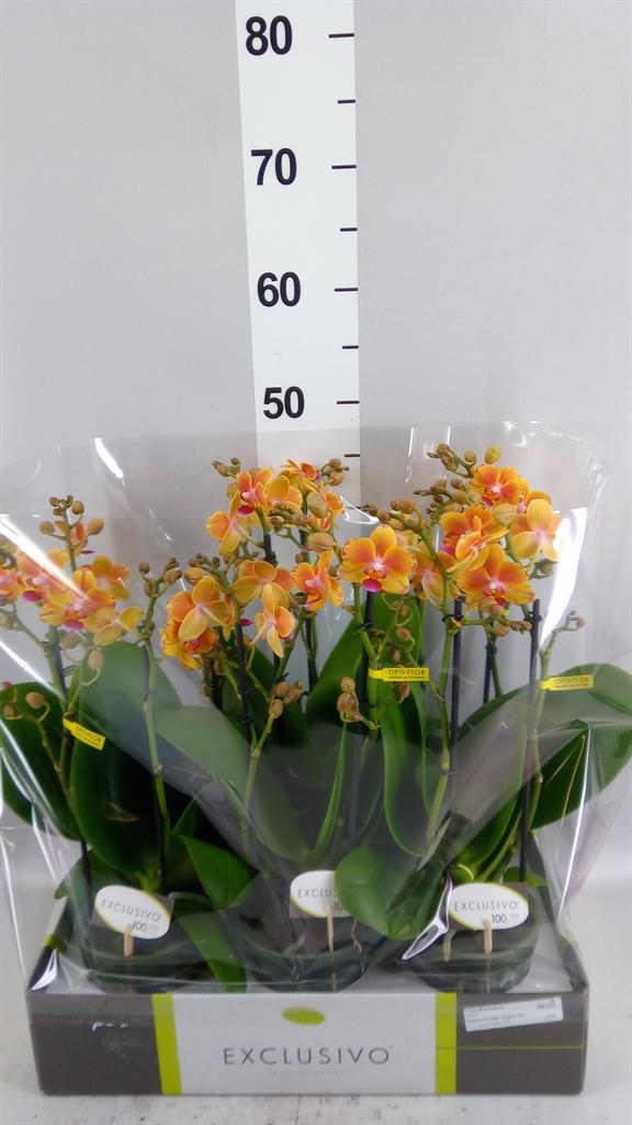Горшечные цветы и растения оптом Phalaenopsis Multi. ...orange от 6шт из Голландии с доставкой по России