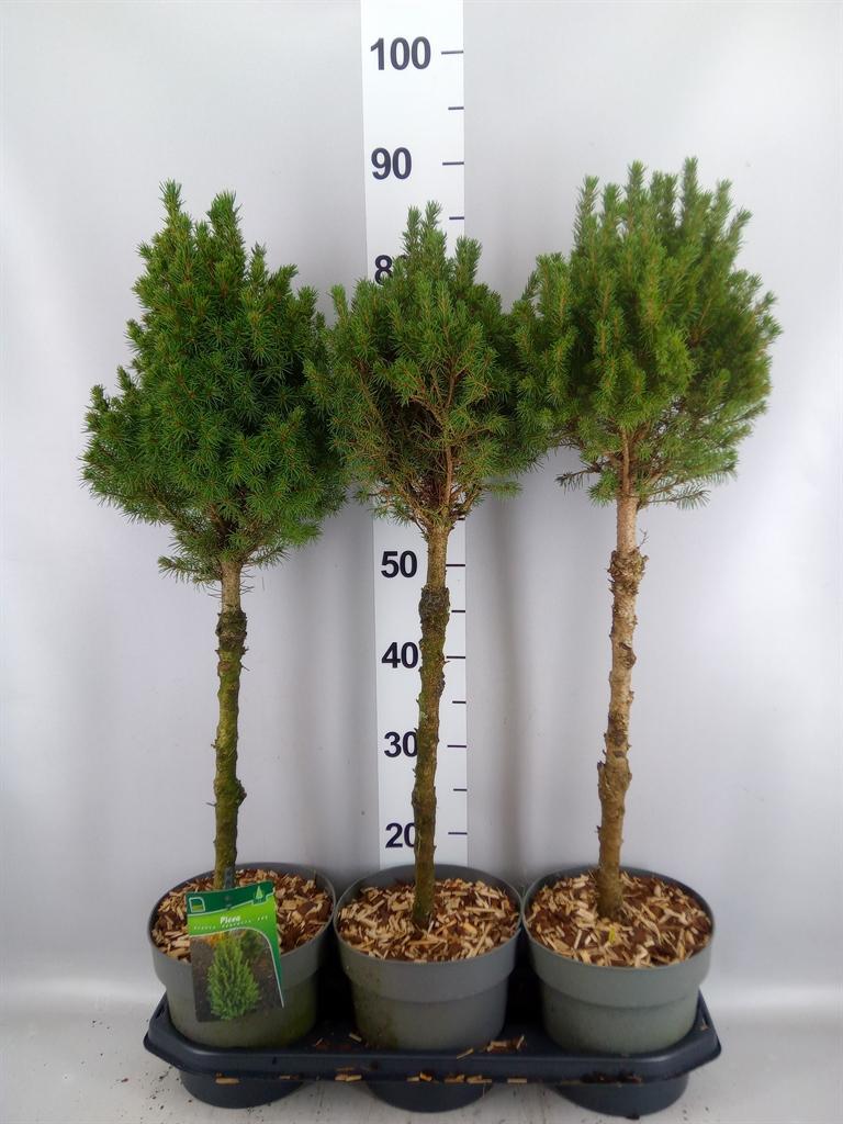 Горшечные цветы и растения оптом Picea Glauca perfecta A от 3шт из Голландии с доставкой по России