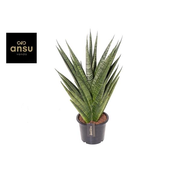 Горшечные цветы и растения оптом Sansevieria Comet Queen Marble от 4шт из Голландии с доставкой по России
