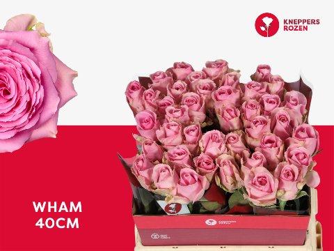 Срезанные цветы оптом Rosa large wham от 40шт из Голландии с доставкой по России