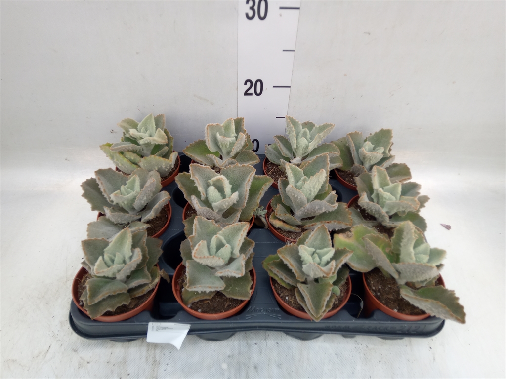 Горшечные цветы и растения оптом Kalanchoe Nf Beharensis от 12шт (для телеги) из Голландии с доставкой по России