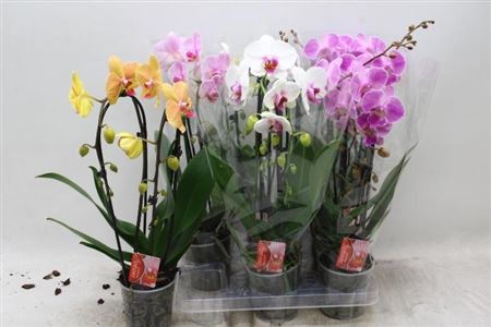 Горшечные цветы и растения оптом Phal El Magic Art Cascade 2 Branches 16+ от 6шт из Голландии с доставкой по России