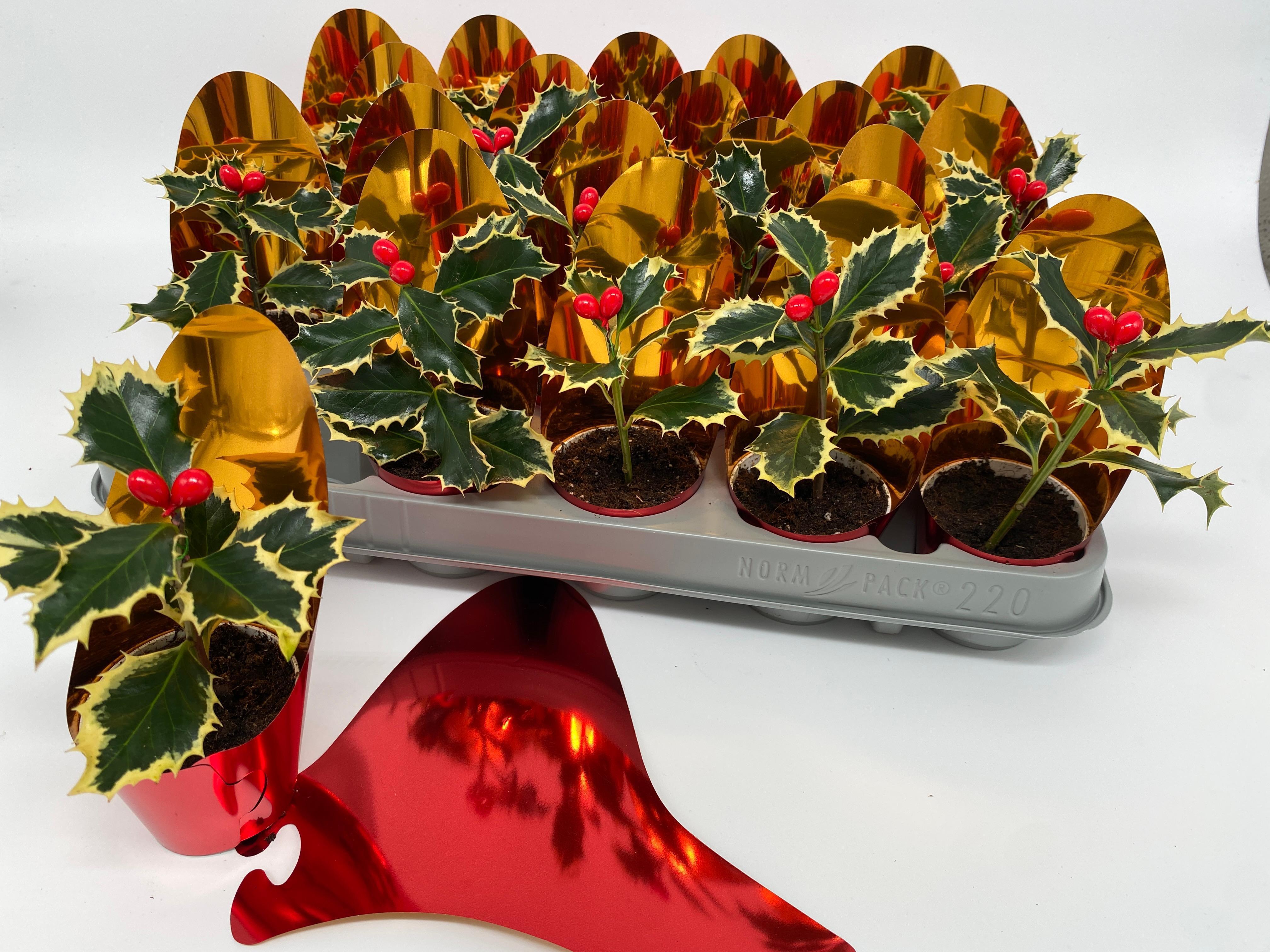 Горшечные цветы и растения оптом Ilex Aq Argentea Mar от 20шт (для телеги) из Голландии с доставкой по России