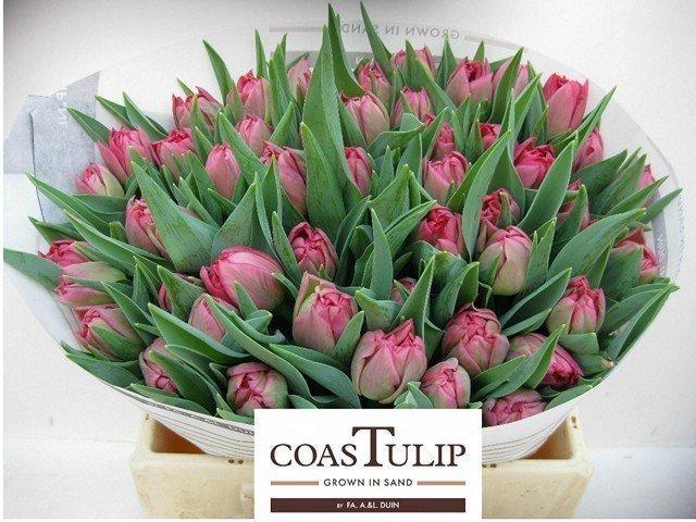 Срезанные цветы оптом Tulipa do san remo от 50шт из Голландии с доставкой по России