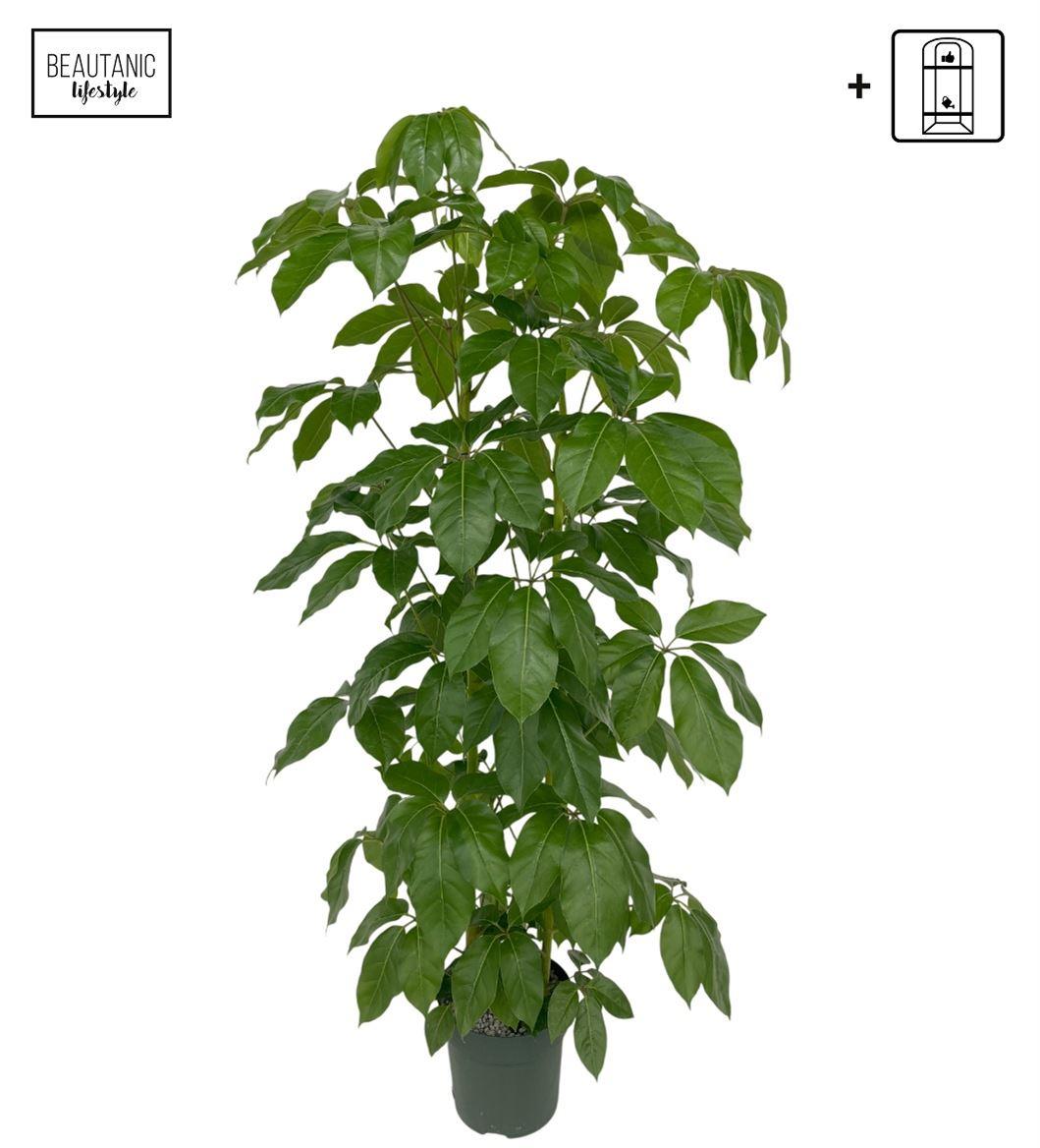 Горшечные цветы и растения оптом Schefflera Amate Toef от 1шт из Голландии с доставкой по России