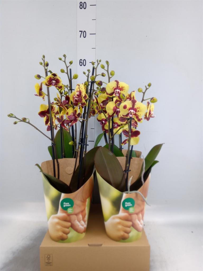 Горшечные цветы и растения оптом Phalaenopsis   ...yellow от 4шт из Голландии с доставкой по России