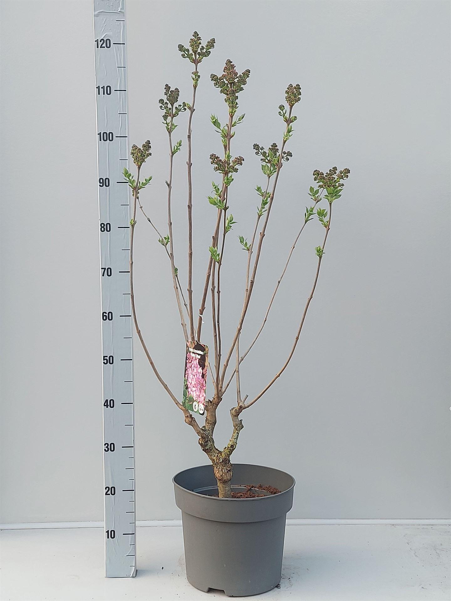 Горшечные цветы и растения оптом Syringa   ... от 1шт из Голландии с доставкой по России