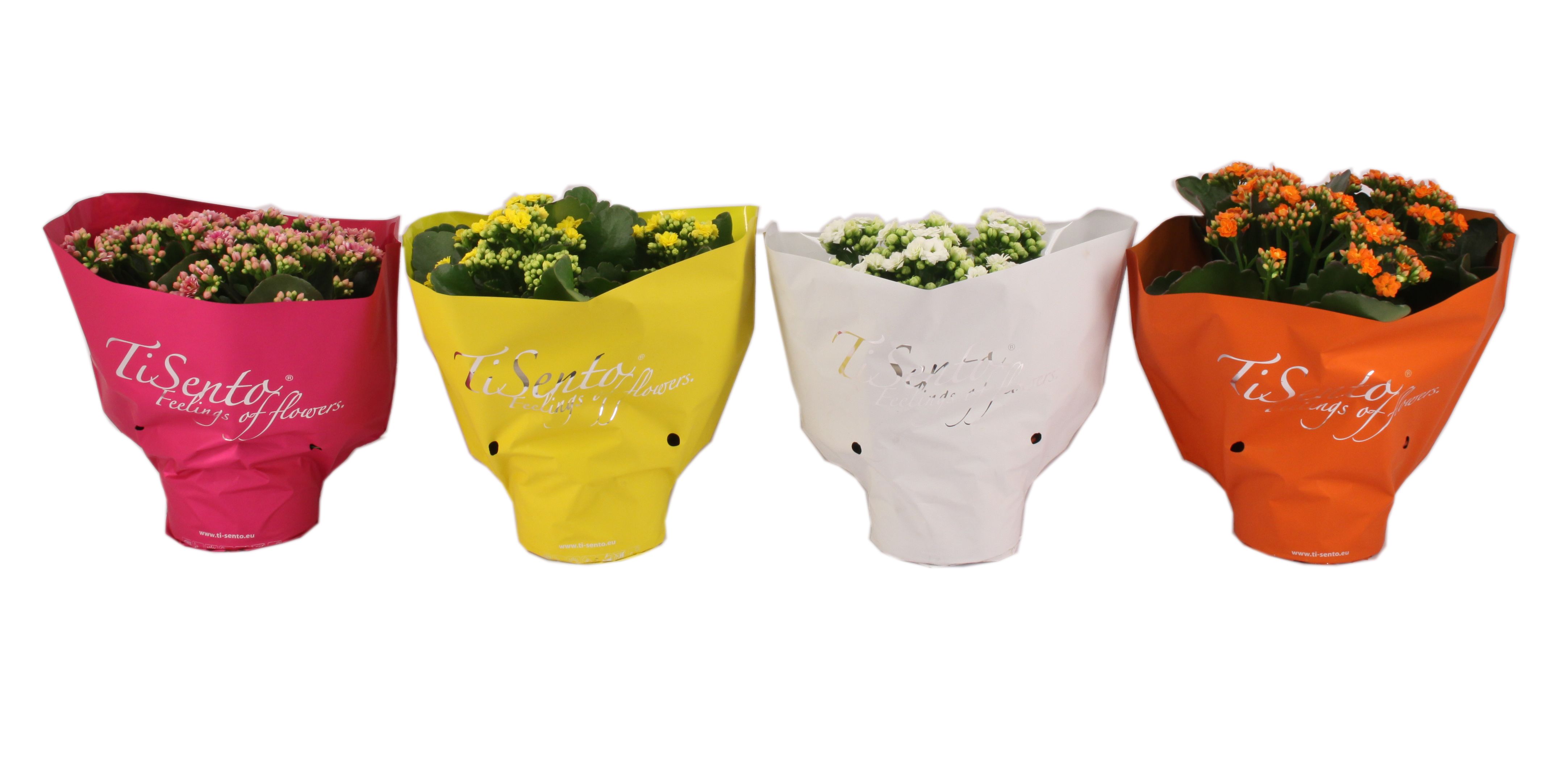 Горшечные цветы и растения оптом Kal Ge Gem от 6шт' из Голландии с доставкой по России