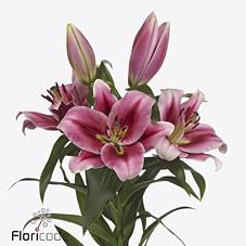 Срезанные цветы оптом Lilium or strong love от 20шт. из Голландии с доставкой по России