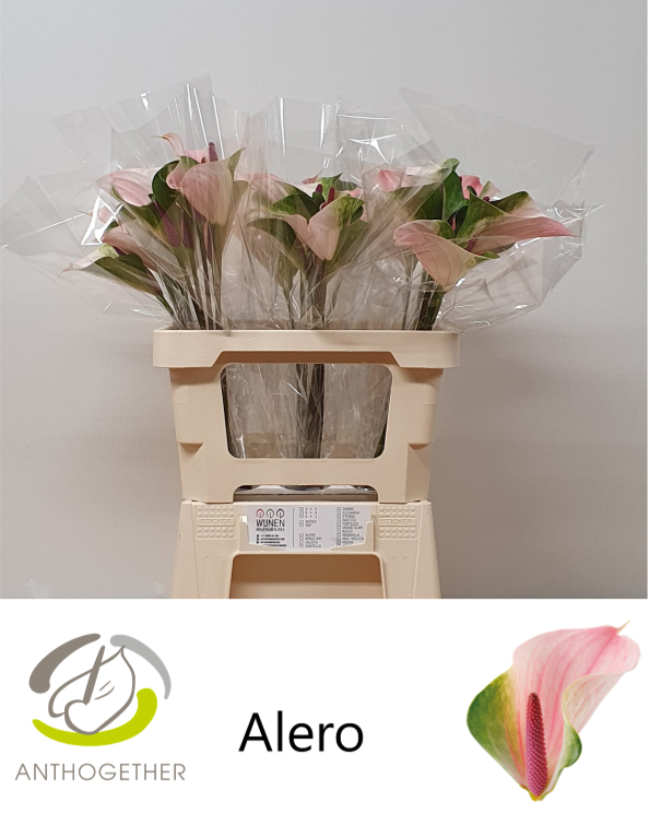 Срезанные цветы оптом Anthurium alero от 30шт из Голландии с доставкой по России