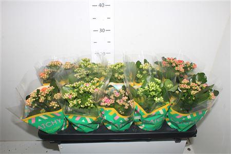 Горшечные цветы и растения оптом Kalanchoe Double Mix, 6 Colours от 10шт из Голландии с доставкой по России