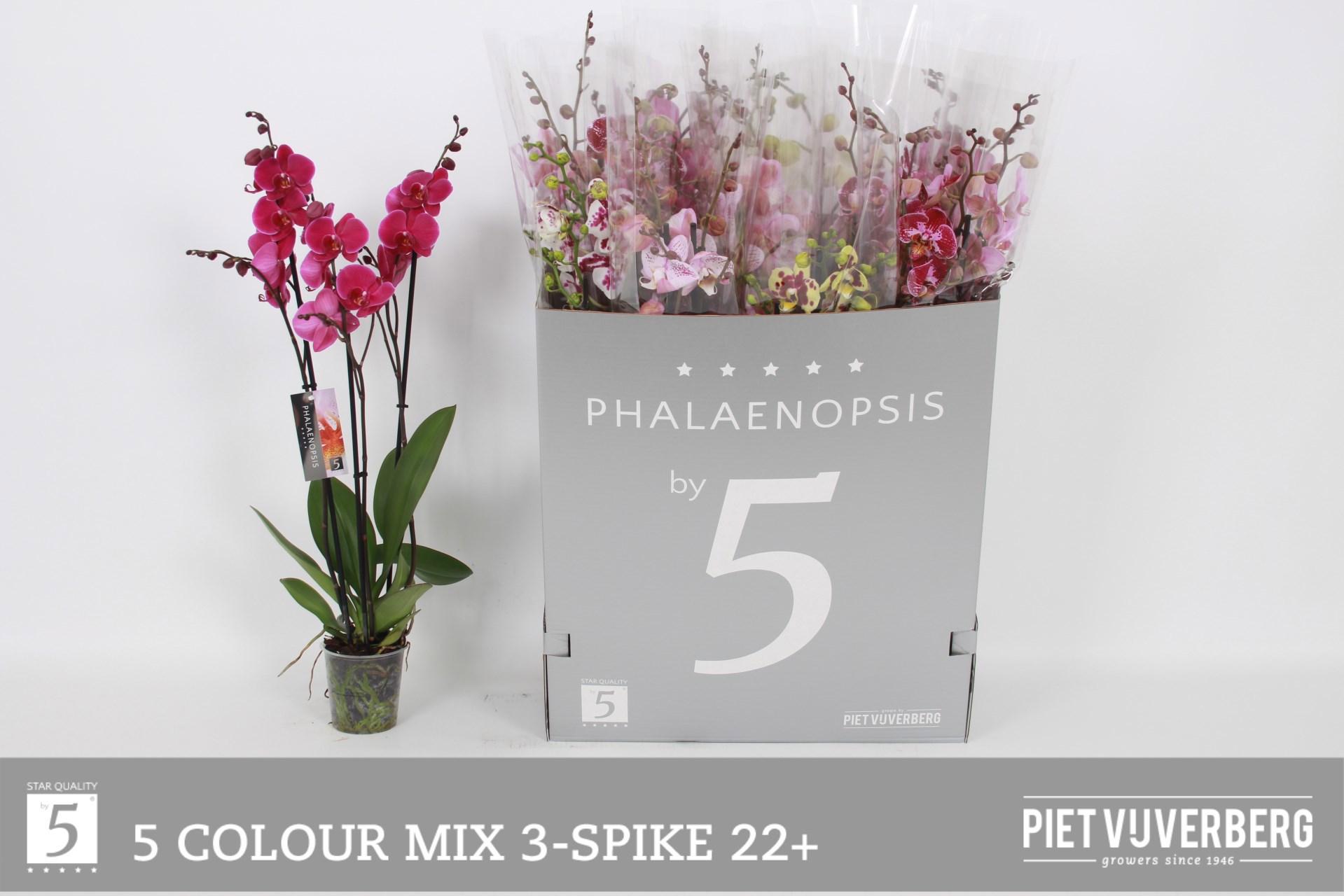 Горшечные цветы и растения оптом Phal Gem 5 Kl от 12шт из Голландии с доставкой по России