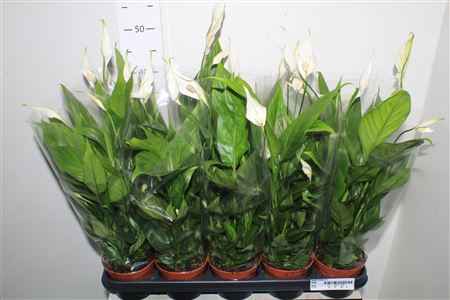 Горшечные цветы и растения оптом Spath Alana 3+ от 10шт из Голландии с доставкой по России