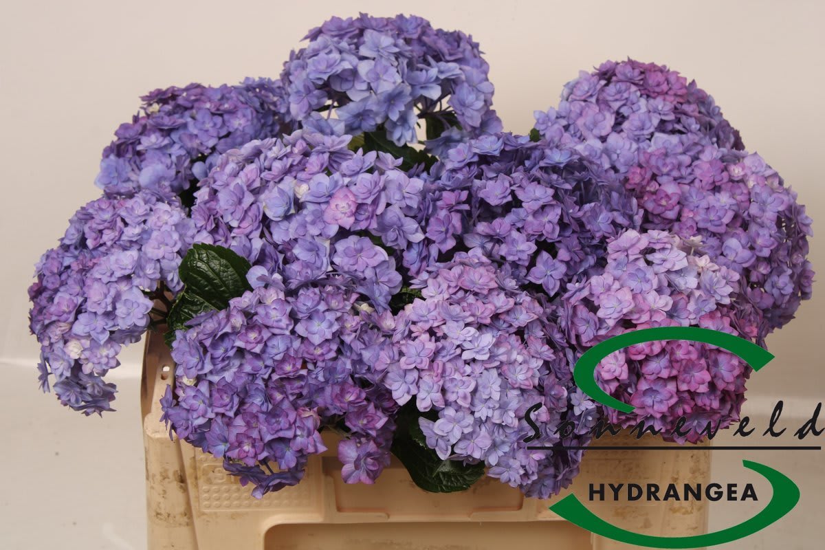 Срезанные цветы оптом Hydrangea royal anastasia от 10шт из Голландии с доставкой по России