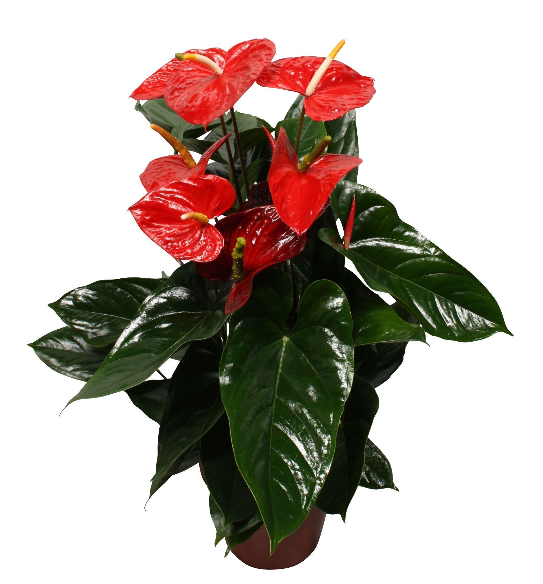 Горшечные цветы и растения оптом Anth An Aloha Red 8+ от 6шт из Голландии с доставкой по России
