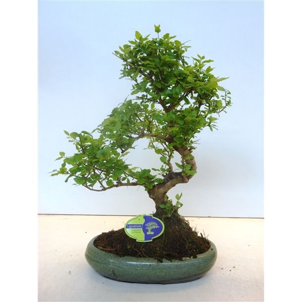 Горшечные цветы и растения оптом Bonsai Ligustrum Sinensis, 29cm., Shape, Without D от 2шт из Голландии с доставкой по России