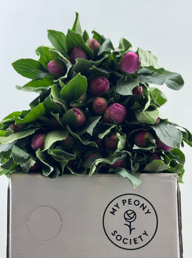 Срезанные цветы оптом Paeonia monsieur jules elie от 100шт из Голландии с доставкой по России