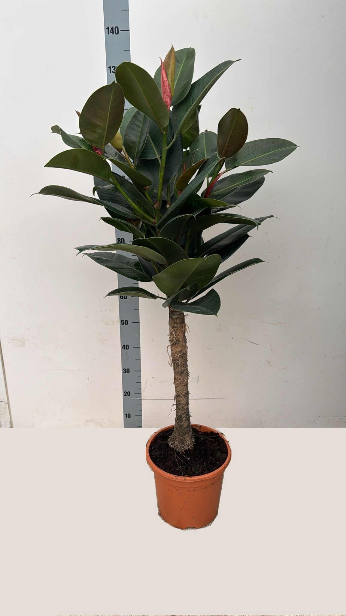 Горшечные цветы и растения оптом Fic El Robusta от 1шт из Голландии с доставкой по России