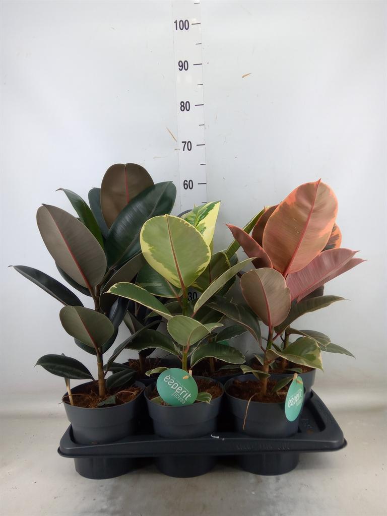 Горшечные цветы и растения оптом Ficus Elastica   ... от 6шт из Голландии с доставкой по России