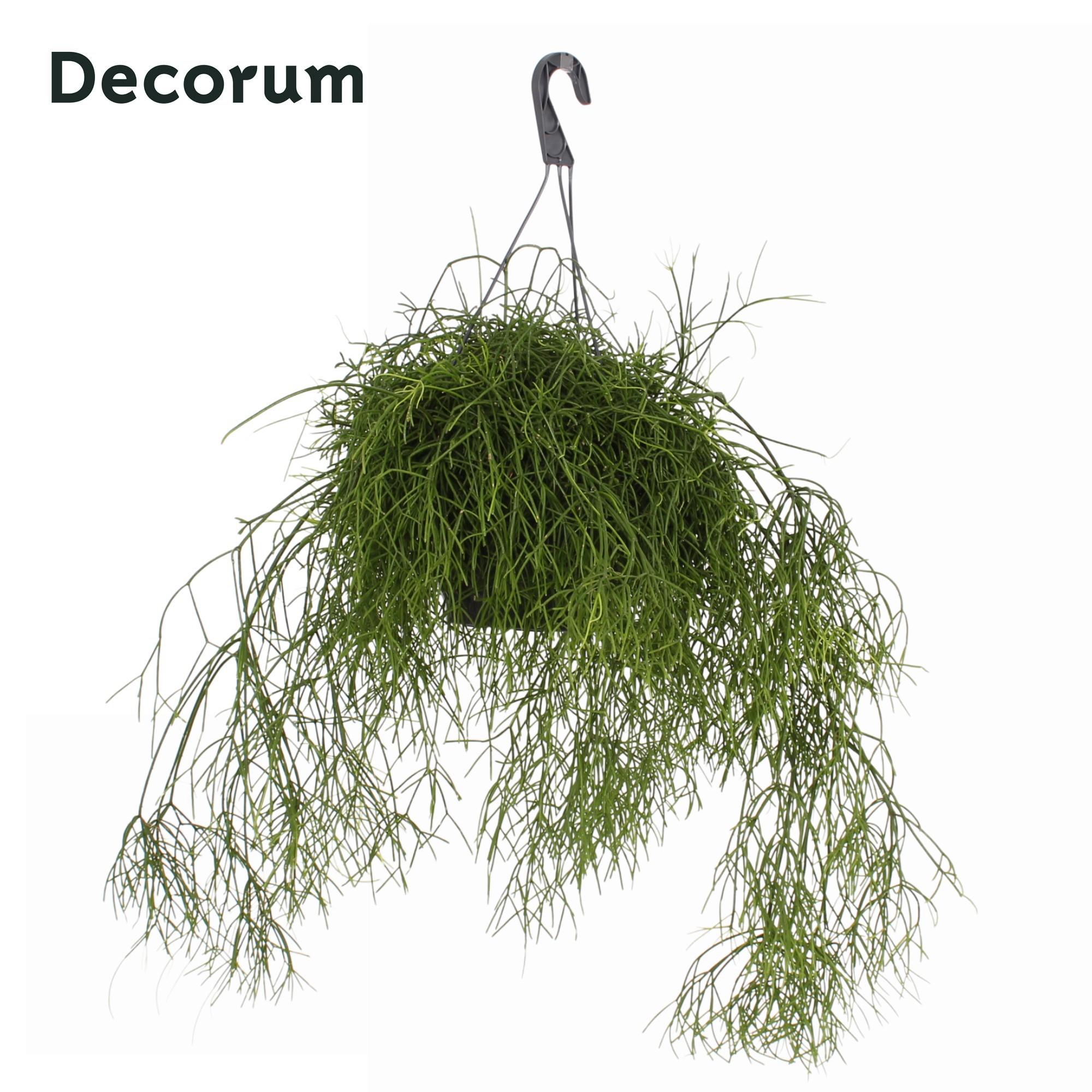 Горшечные цветы и растения оптом Rhipsalis Bacci. Oasis от 3шт из Голландии с доставкой по России