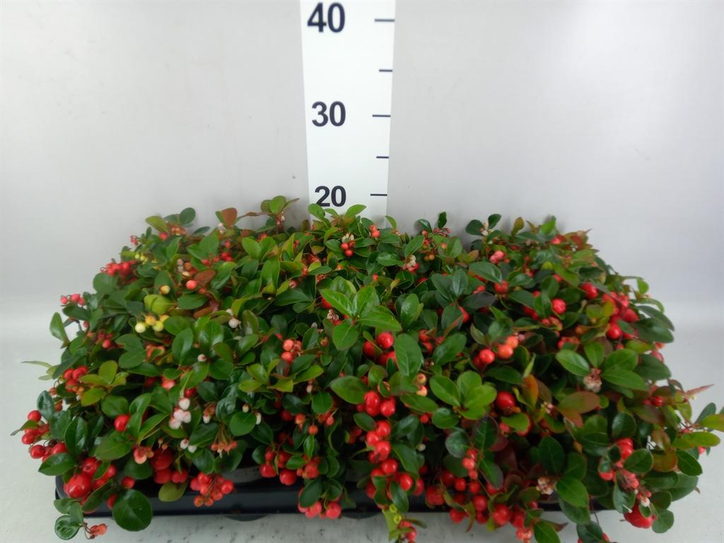 Горшечные цветы и растения оптом Gaultheria Proc. big Berry от 15шт из Голландии с доставкой по России